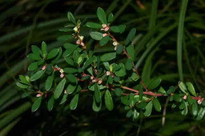 Phyllanthus ramillosus Müll.Arg.