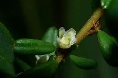 Phyllanthus ramillosus Müll.Arg.