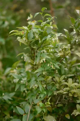 Asparagus asparagoides (L.) W.Wight