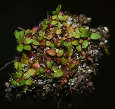 Elatine brachysperma A.Gray