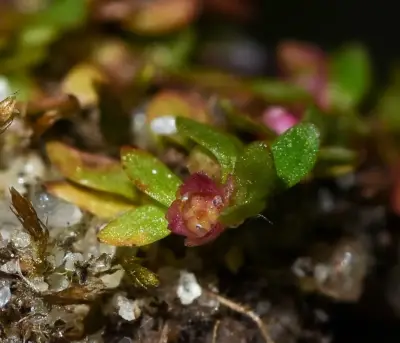Elatine brachysperma A.Gray