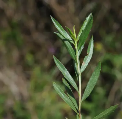 Grindelia pulchella var. pulchella