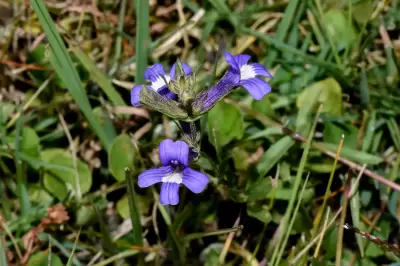 Stemodia palustris A.St.-Hil.