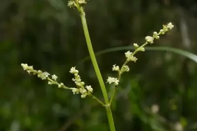 Valeriana salicariifolia Vahl