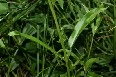 Valeriana salicariifolia Vahl