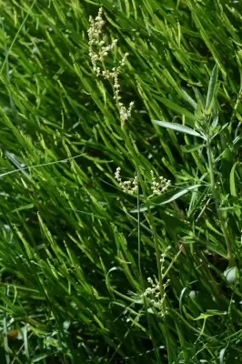 Valeriana salicariifolia Vahl