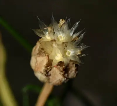 Hymenoxys anthemoides (Juss.) Cass. ex DC.