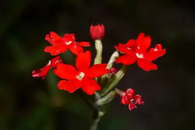 Glandularia tweedieana (Niven ex Hook.) P.Peralta
