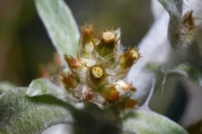 Gamochaeta camaquaensis Deble
