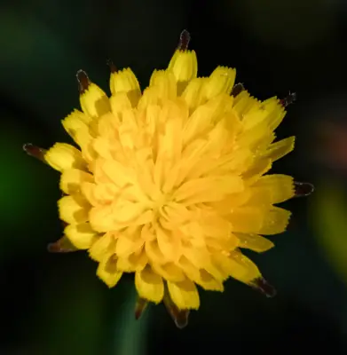 Hypochaeris glabra L.