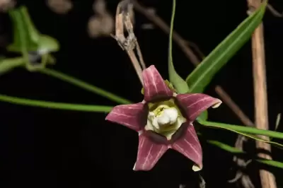 Araujia megapotamica (Spreng.) G.Don