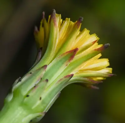 Hypochaeris glabra L.