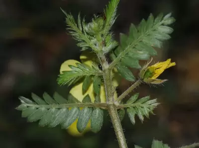 Tribulus terrestris L.