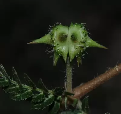 Tribulus terrestris L.
