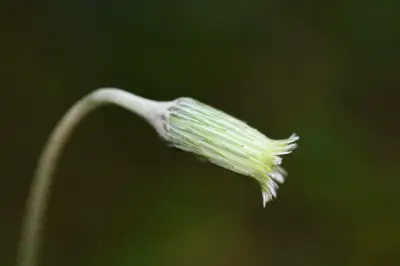 Chaptalia nutans (L.) Pol.