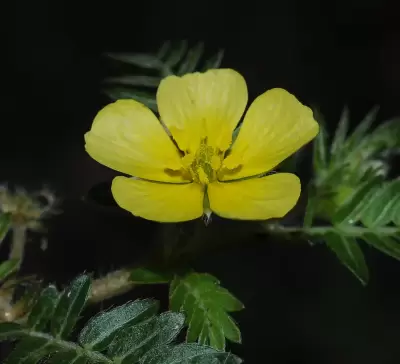 Tribulus terrestris L.