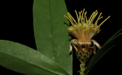 Dasyphyllum spinescens (Less.) Cabrera