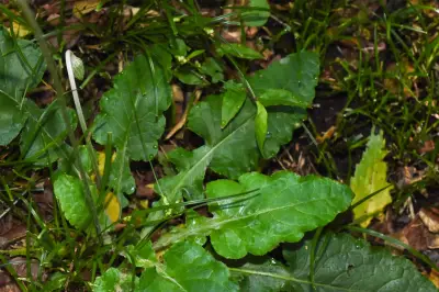 Chaptalia nutans (L.) Pol.