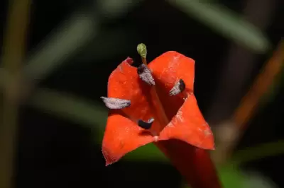 Manettia cordifolia Mart.