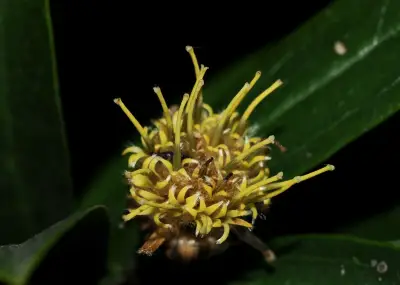 Dasyphyllum spinescens (Less.) Cabrera