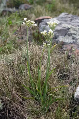 Nothoscordum macrostemon Kunth