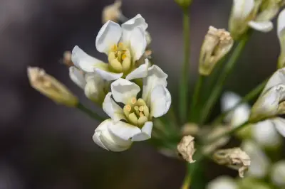 Nothoscordum macrostemon Kunth