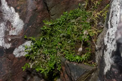 Trichogalium uruguayense (Bacigalupo) Kadereit & Schneew.