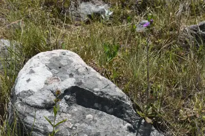 Lessingianthus sellowii (Less.) H.Rob.