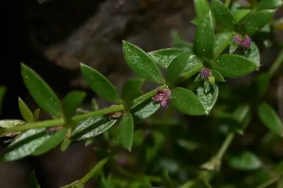 Trichogalium uruguayense (Bacigalupo) Kadereit & Schneew.