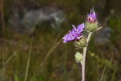 Lessingianthus sellowii (Less.) H.Rob.