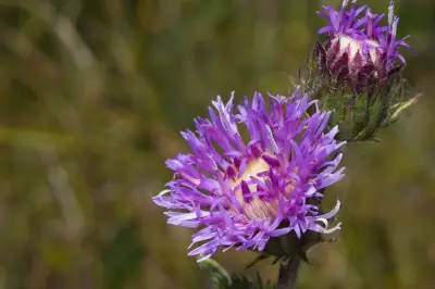 Lessingianthus sellowii (Less.) H.Rob.