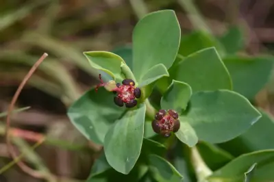 Euphorbia portulacoides L.
