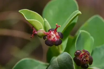 Euphorbia portulacoides L.