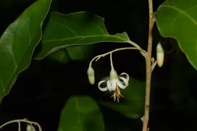 Styrax leprosus Hook. & Arn.