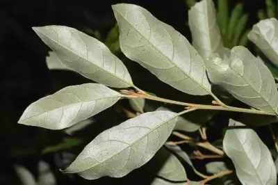 Styrax leprosus Hook. & Arn.