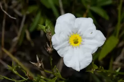 Nierembergia linariifolia Graham