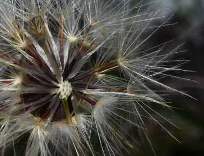 Hypochaeris glabra L.