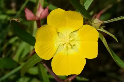 Ludwigia bonariensis (Micheli) H.Hara