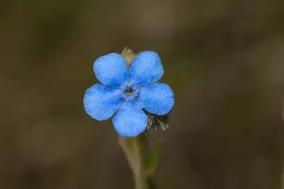 Antiphytum cruciatum (Cham.) DC.