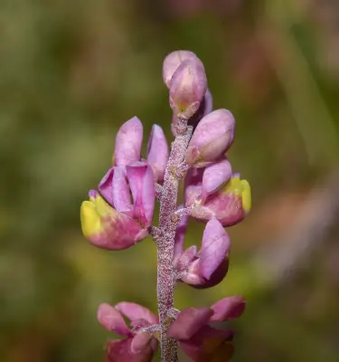 Monnina oblongifolia Arechav.