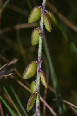 Monnina oblongifolia Arechav.