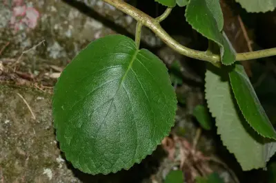 Sinningia macrostachya (Lindl.) Chautems