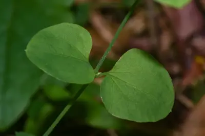 Drymaria cordata (L.) Willd. ex Schult.