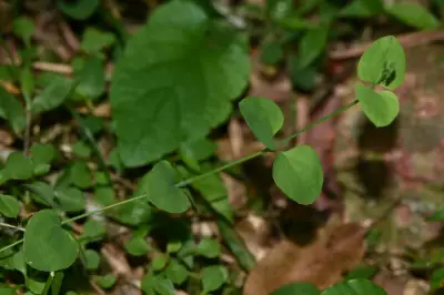 Drymaria cordata (L.) Willd. ex Schult.