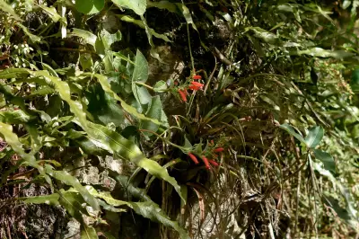 Sinningia macrostachya (Lindl.) Chautems