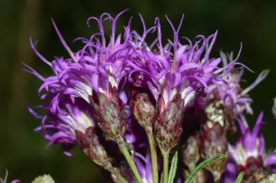 Vernonanthura nudiflora (Less.) H.Rob.