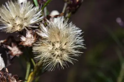 Vernonanthura nudiflora (Less.) H.Rob.
