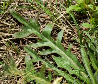 Hypochaeris megapotamica Cabrera