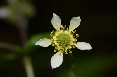Geum boliviense Focke