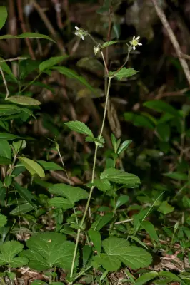 Geum boliviense Focke
